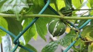 ながせ商店街のツル性植物