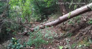 潮見の森散策