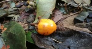 潮見の森散策