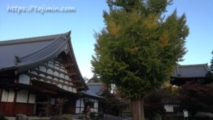 永保寺の第銀杏