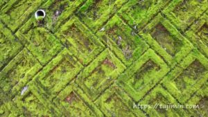 苔むしたブロック壁