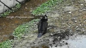 JR根本駅手前、大原川で野鳥