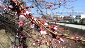 多治見、大原川沿いの桜