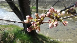 多治見、大原川沿いの桜