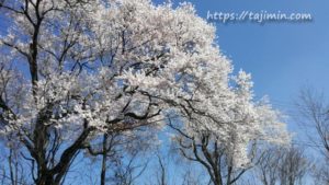 TYK体育館周辺の桜