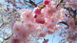 陶彩の径の桜