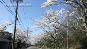 可児市 桜ケ丘～皐ヶ丘の桜並木