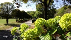 花フェスタ記念公園