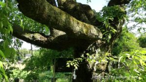 神明神社の大藪のシダレ桜