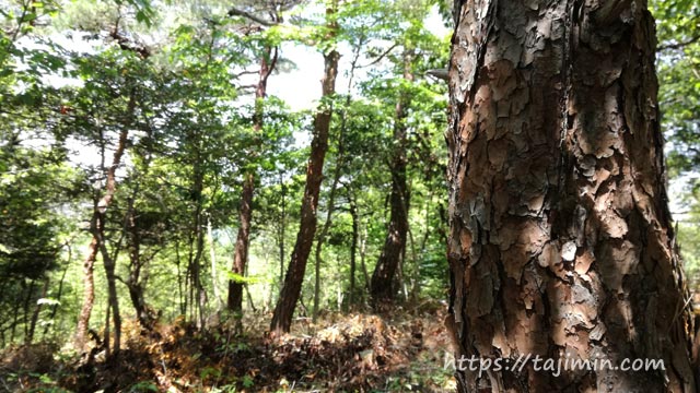 日本ライン うぬまの森