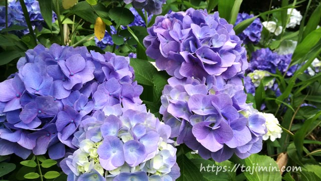 笠原陶ヶ丘（すえがおか）公園の紫陽花