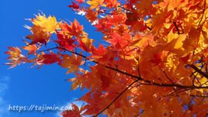 平湯の紅葉