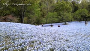 花フェスタ記念公園のネモフィラ