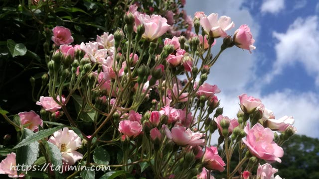 花フェスタ記念公園のバラ