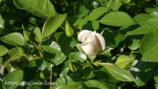 花フェスタ記念公園のバラ