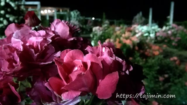 花フェスタ記念公園のナイトローズガーデン