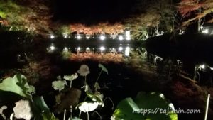 穴弘法のもみじライトアップ