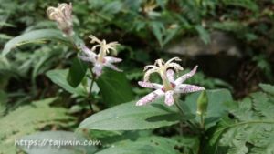 潮見の森