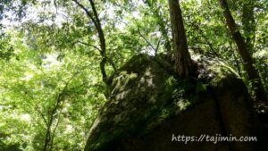 岩から生えた木