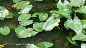 櫻堂薬師(瑞浪市)亀池の河骨の花